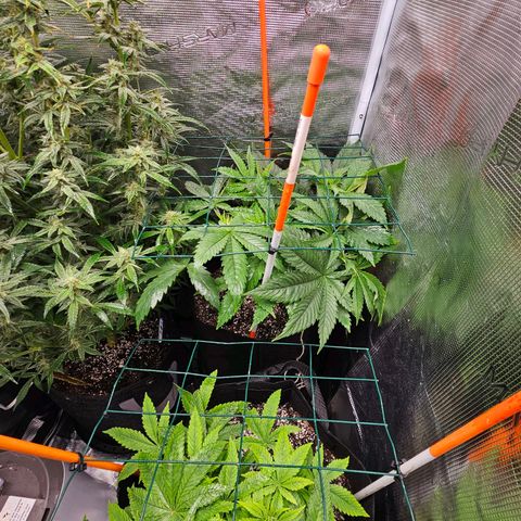 Anakin  growlog timeline photo