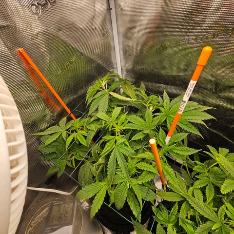 Anakin  growlog timeline photo