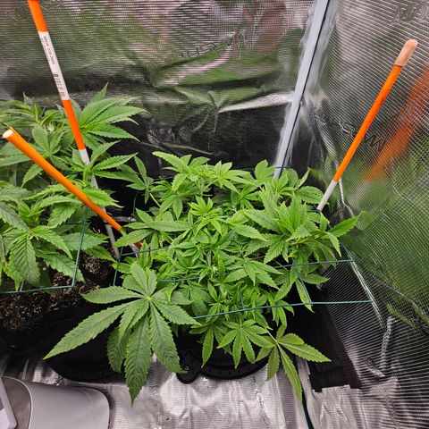 Luke growlog timeline photo