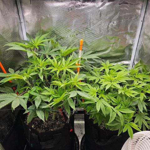 Luke growlog timeline photo