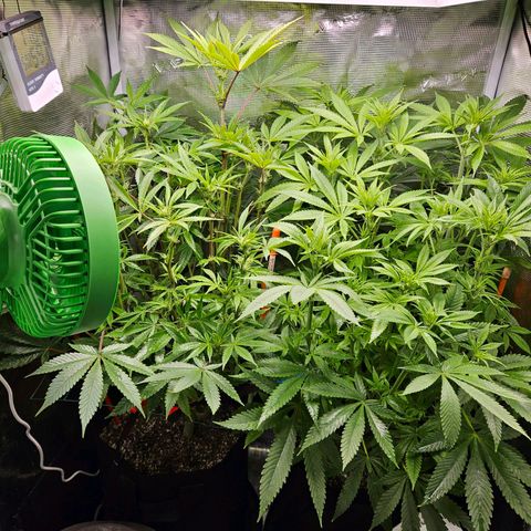 Luke growlog timeline photo