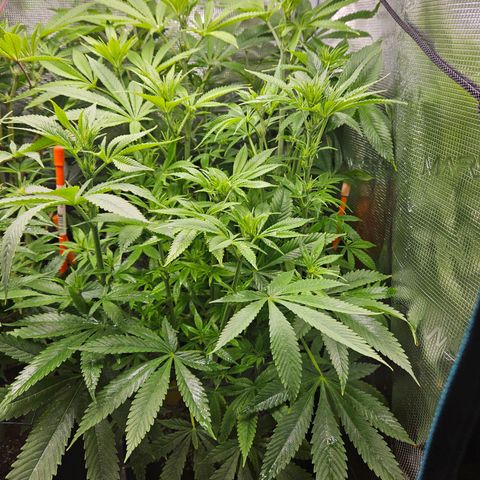 Luke growlog timeline photo