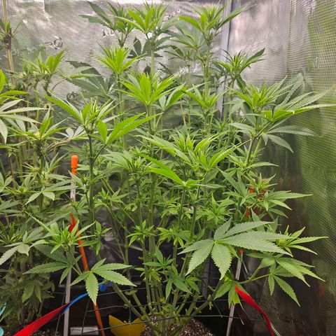 Luke growlog timeline photo