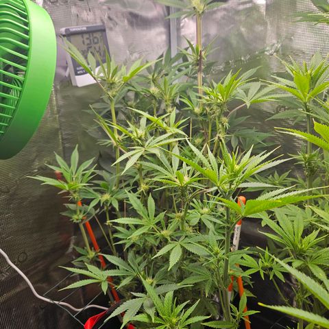 Anakin  growlog timeline photo