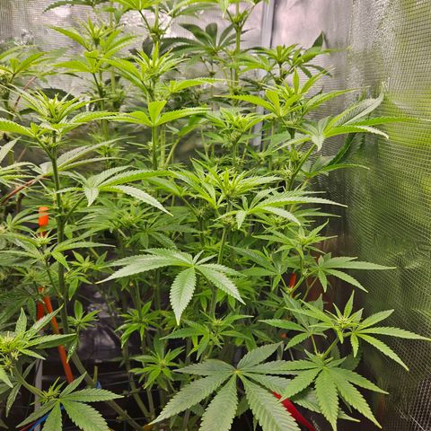 Luke growlog timeline photo