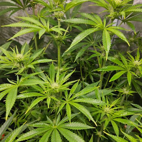 Luke growlog timeline photo