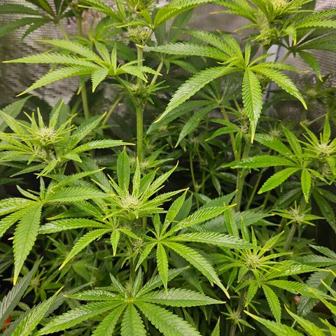 Luke growlog timeline photo