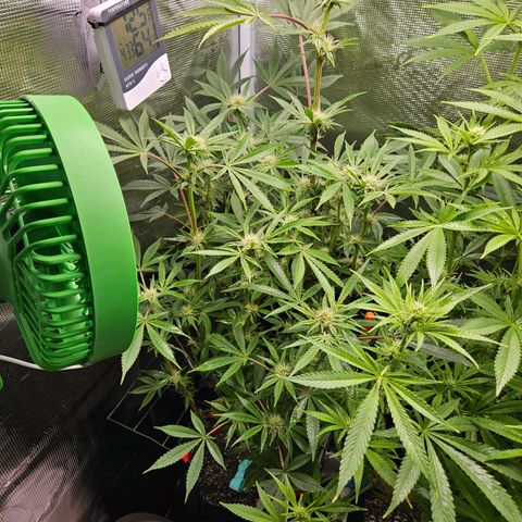 Anakin  growlog timeline photo
