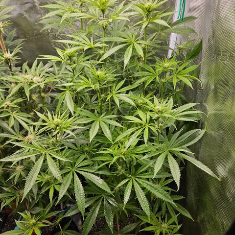 Luke growlog timeline photo