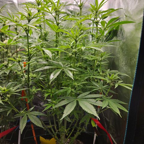 Luke growlog timeline photo
