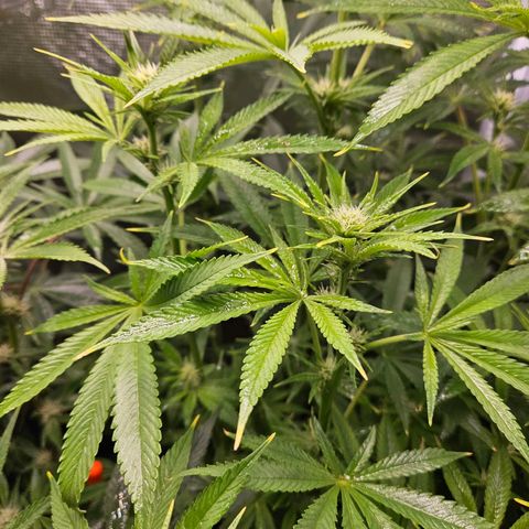 Luke growlog timeline photo