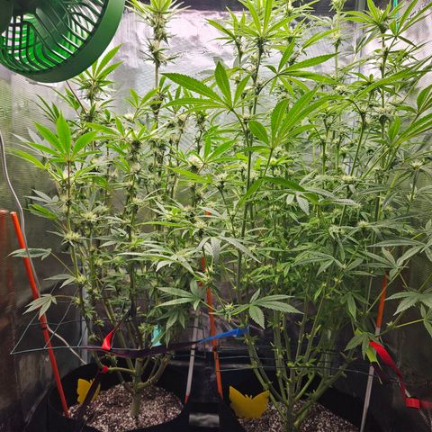 Luke growlog timeline photo