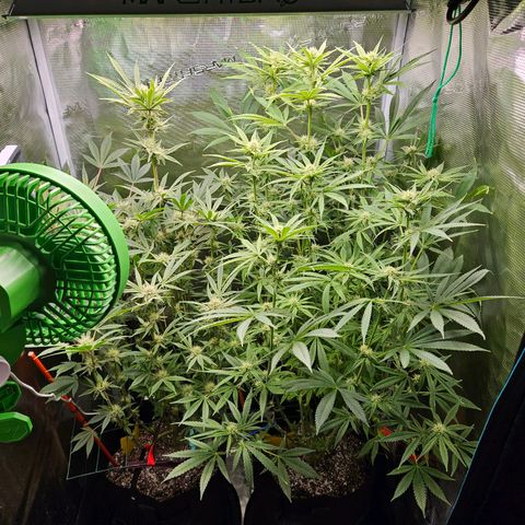 Luke growlog timeline photo