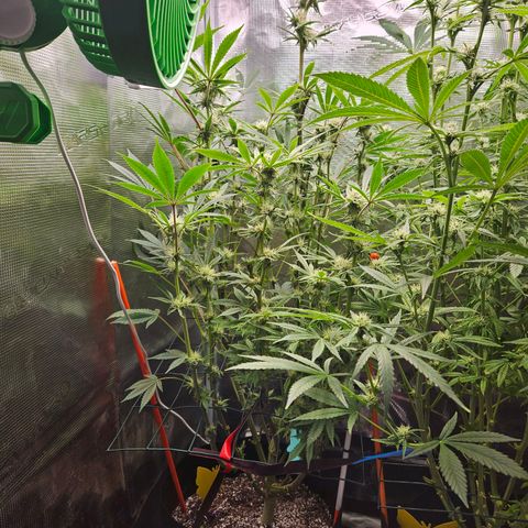 Anakin  growlog timeline photo