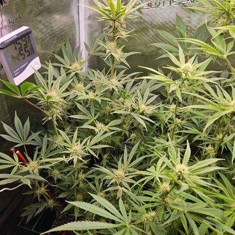 Anakin  growlog timeline photo