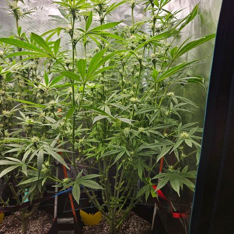 Luke growlog timeline photo