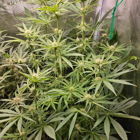 Luke growlog timeline photo