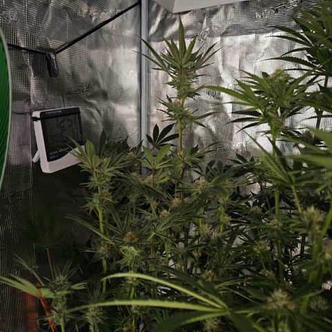 Anakin  growlog timeline photo