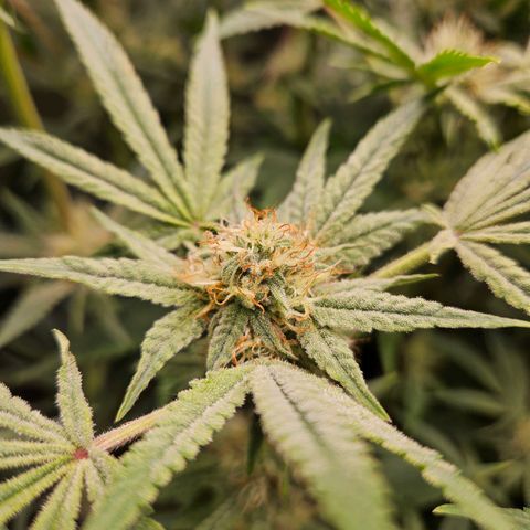 Anakin  growlog timeline photo