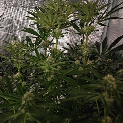 Luke growlog timeline photo