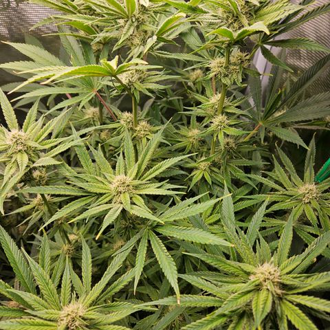 Luke growlog timeline photo