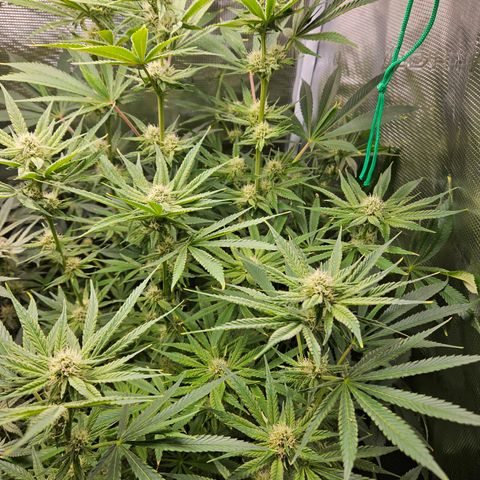 Luke growlog timeline photo