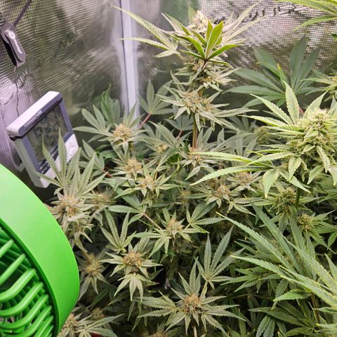 Anakin  growlog timeline photo