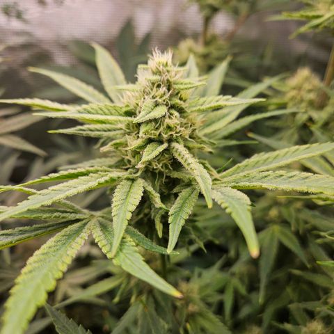Luke growlog timeline photo