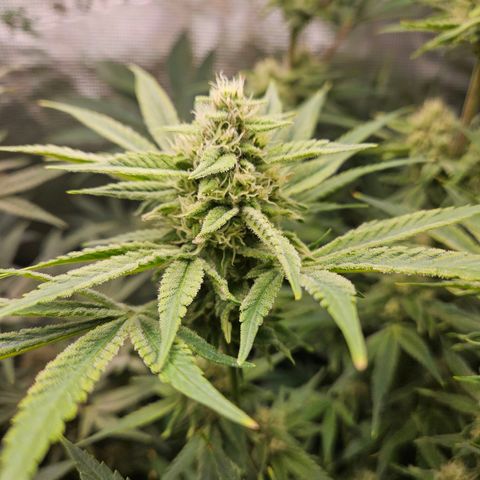 Luke growlog timeline photo