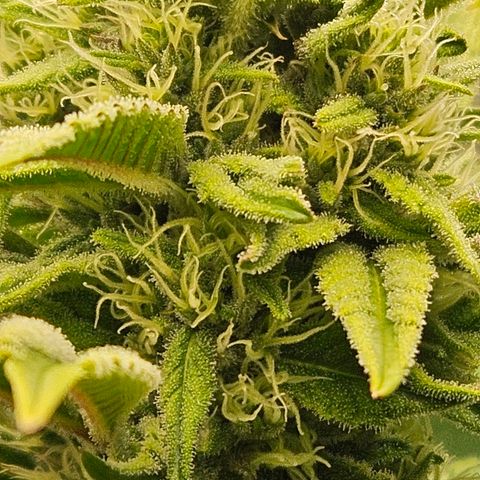 Luke growlog timeline photo