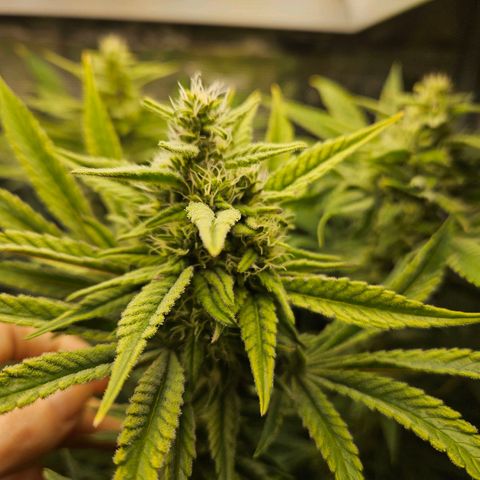 Luke growlog timeline photo