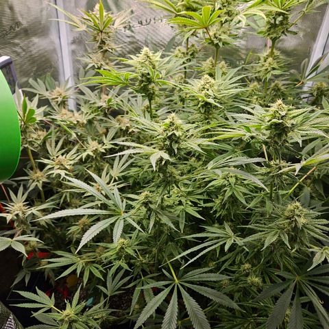 Luke growlog timeline photo
