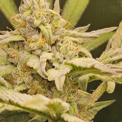 Anakin  growlog timeline photo