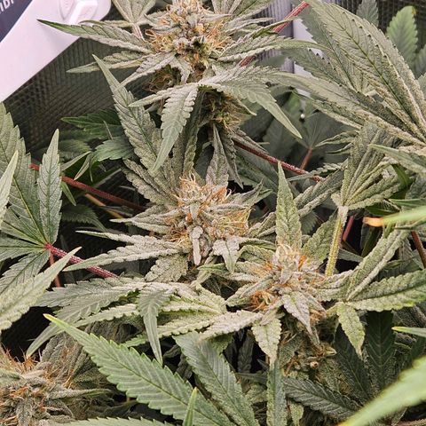 Anakin  growlog timeline photo