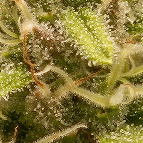 Luke growlog timeline photo