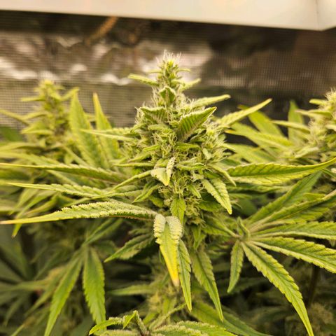 Luke growlog timeline photo