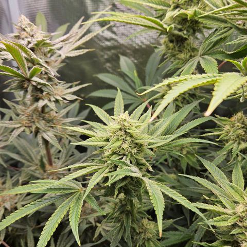 Luke growlog timeline photo