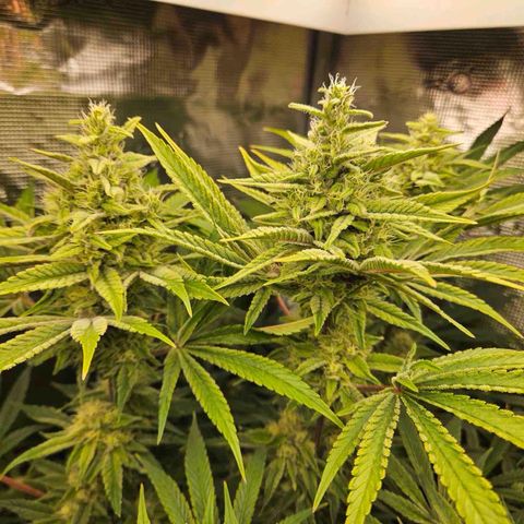 Luke growlog timeline photo