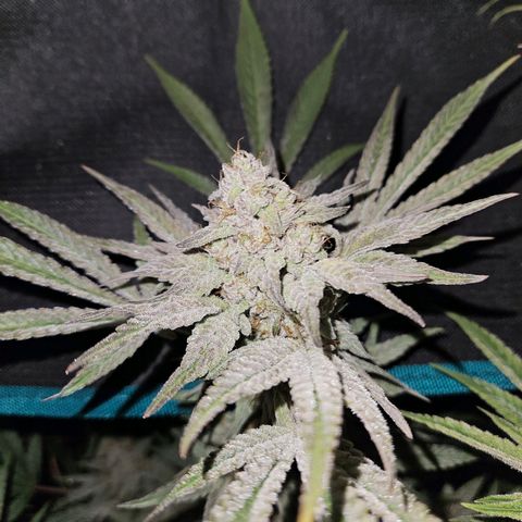 Luke growlog timeline photo
