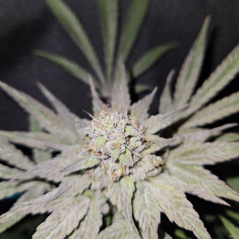 Luke growlog timeline photo