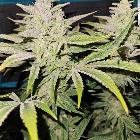 Luke growlog timeline photo