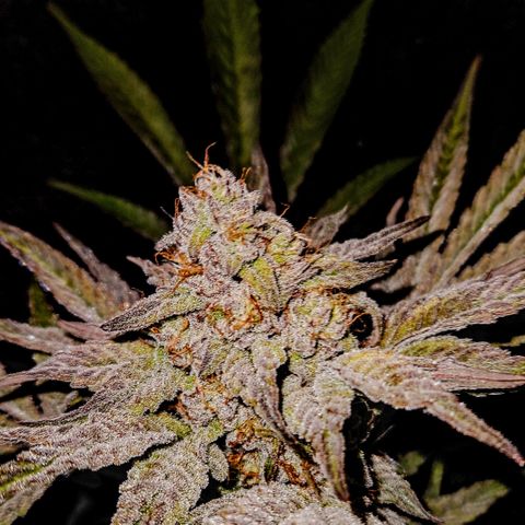 Luke growlog timeline photo