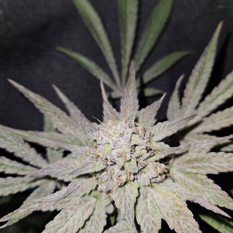 Luke growlog timeline photo
