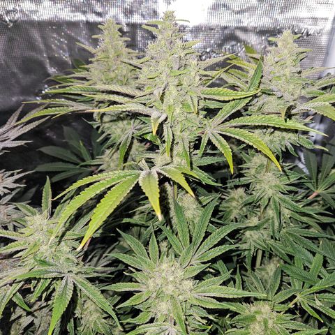 Luke growlog timeline photo