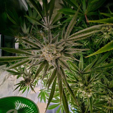 Anakin  growlog timeline photo