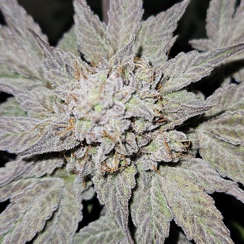 Anakin  growlog timeline photo