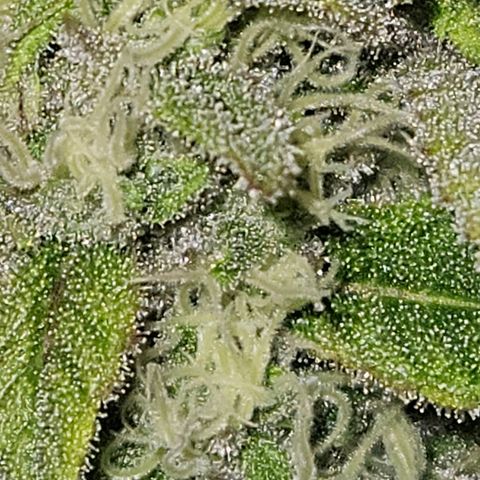 Luke growlog timeline photo