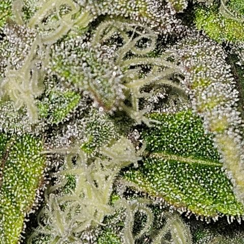Luke growlog timeline photo
