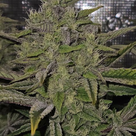 Luke growlog timeline photo