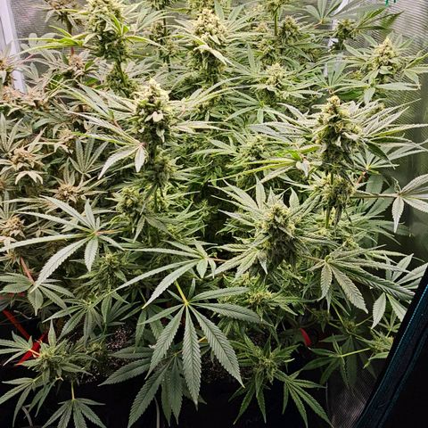 Luke growlog timeline photo